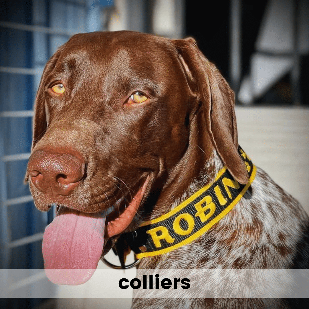 collier pour chien personnalisé