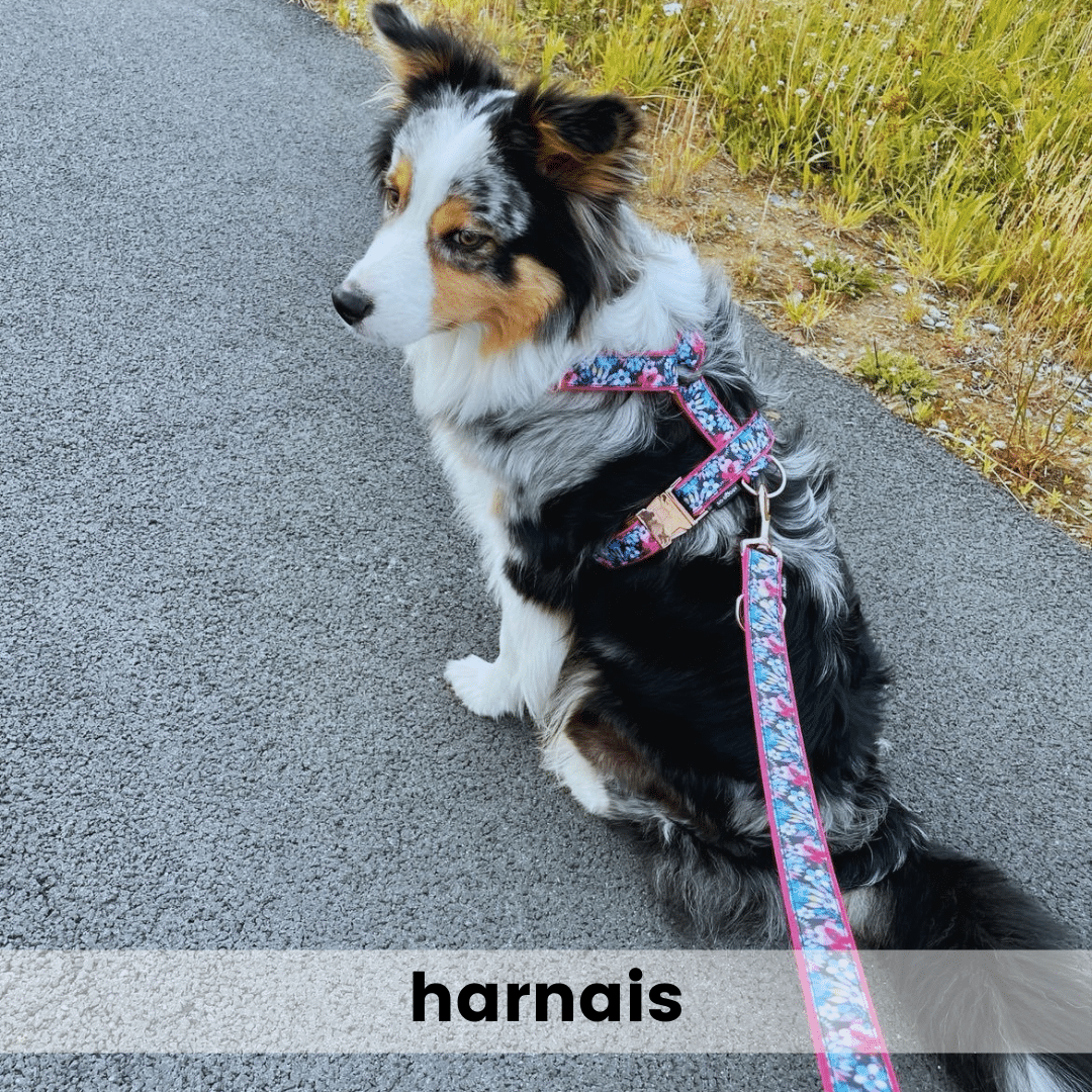 harnais pour chien