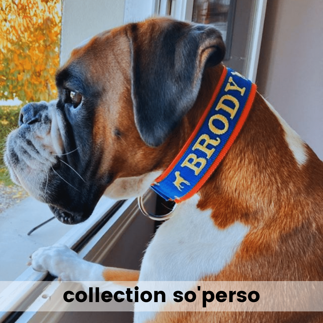 collier pour chien personnalisé