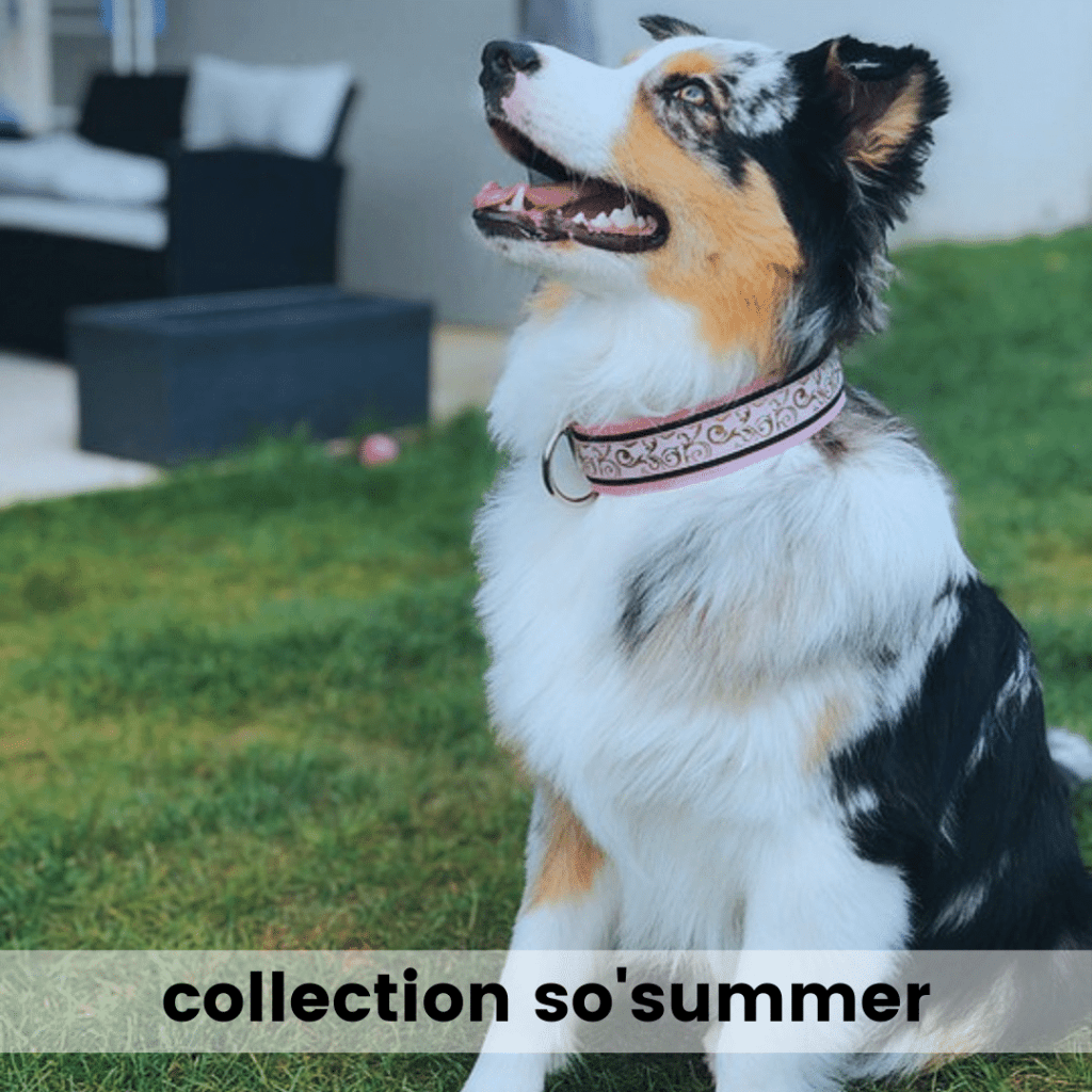 collier pour chien à personnaliser