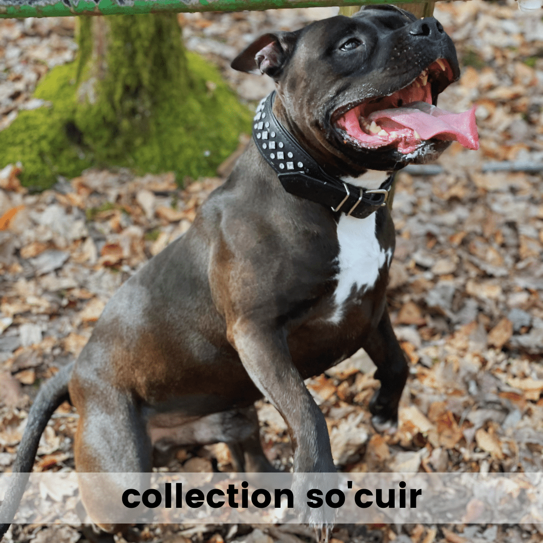 collier cuir pour chien