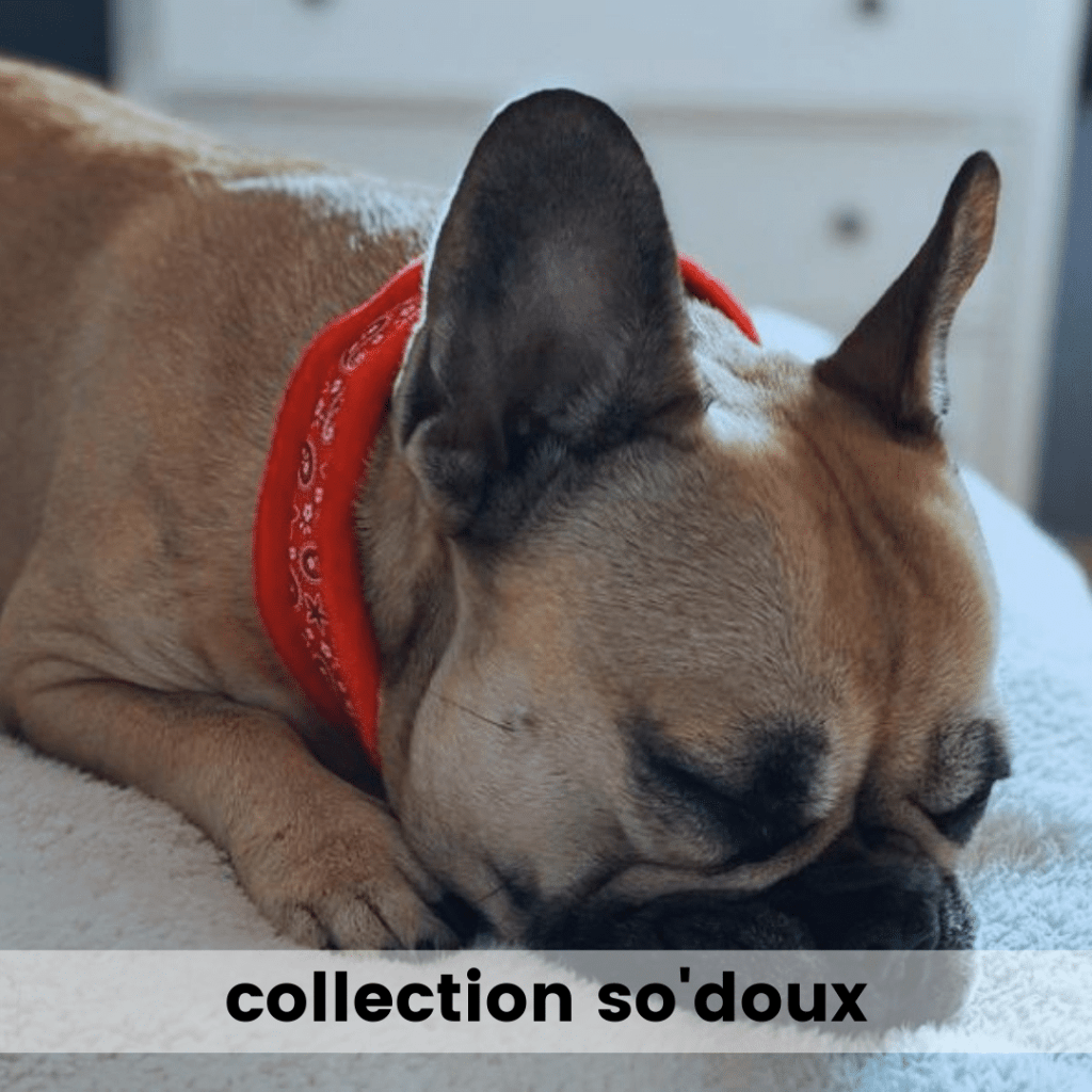 collier pour chien confortable