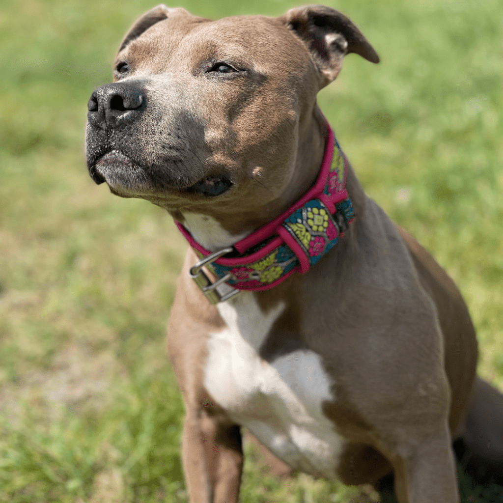 collier pour chien personnalisé