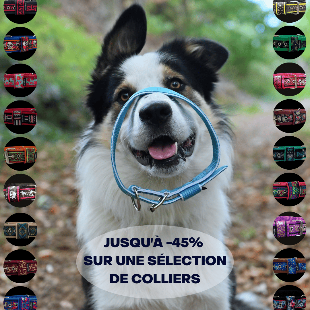 collier pour chien personnalisé